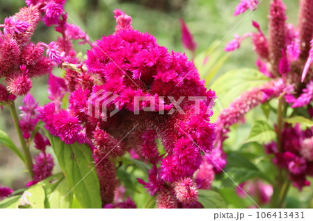 夏の庭に咲く赤いケイトウの花 106413431