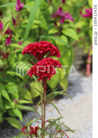 夏の庭に咲く赤いケイトウの花 106413436