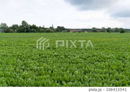 Sugar Beet Field, Turnips, Rutabagas, Young Beets Leaves, Sugar Beet Agriculture Landscape Sugar Beet Field, Turnips, Rutabagas, Young Beets Leaves, Sugar Beet Agriculture Landscape 106413541