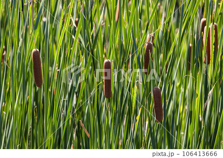 ガマの穂 106413666