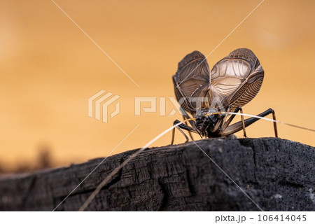 スズムシのオスが囀る 茶色背景写真 スズムシのオスが囀る 茶色背景写真 106414045