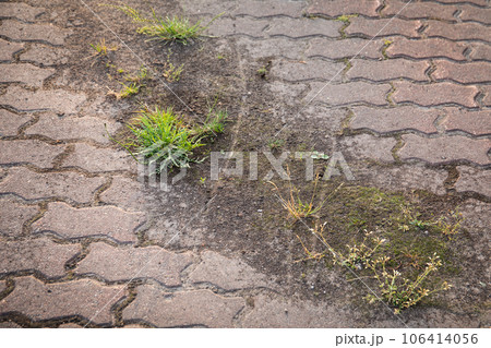 Dirty and overgrown pavement. Sidewalk or driveway Dirty and overgrown pavement. Sidewalk or driveway 106414056