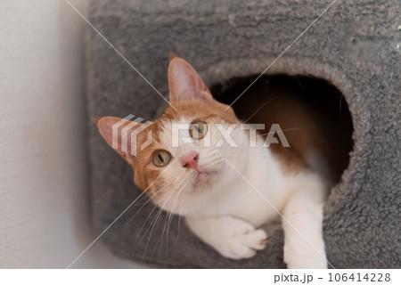 キャットタワーから顔を出す猫　茶トラ白 106414228