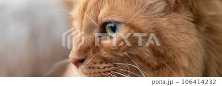 見つめる猫 茶トラ猫 見つめる猫 茶トラ猫 106414232