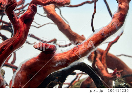 Bacterial bloom in aquarium. Large driftwood in the aquarium covered with a thick layer of white bacterial fungus Bacterial bloom in aquarium. Large driftwood in the aquarium covered with a thick layer of white bacterial fungus 106414236