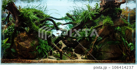 Beautiful tropical aquarium. Aquascape with live underwater plants. Frodo stones and redmoor driftwoods covered by java moss and a school of rasbora espei fish. Isolated view. Beautiful tropical aquarium. Aquascape with live underwater plants. Frodo stones and redmoor driftwoods covered by java moss and a school of rasbora espei fish. Isolated view. 106414237