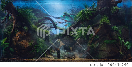 Beautiful tropical aquarium. Jungle style aquascape with live plants. Frodo stones and redmoor driftwoods covered by java moss and a school of rasbora espei fish. Mystical underwater fog. 106414240