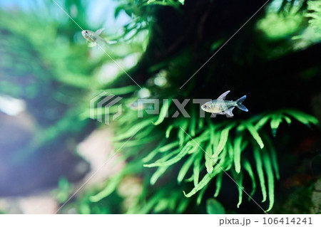 A beautiful tropical aquarium. Diamond tetra fish swimming in the freshwater aquascape with green trident fern.  106414241