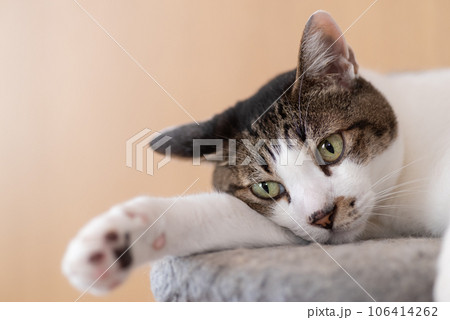 くつろぐ猫　キジトラ猫 106414262