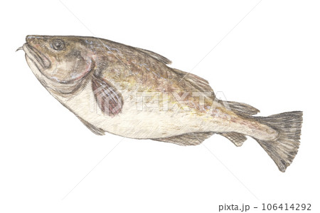 タラ 水彩色鉛筆魚イラスト タラ 水彩色鉛筆魚イラスト 106414292