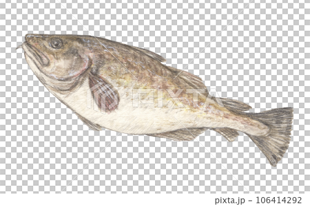 タラ 水彩色鉛筆魚イラスト タラ 水彩色鉛筆魚イラスト 106414292