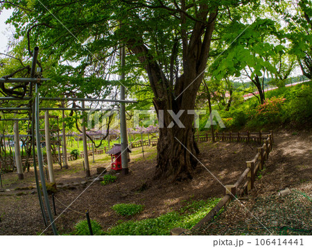 フジの巨木の木影 106414441