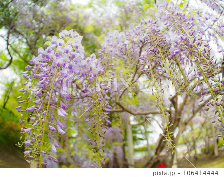 咲き始めたフジの花と背景ボケ 咲き始めたフジの花と背景ボケ 106414444