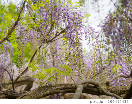 フジの枝とフジの花 106414453