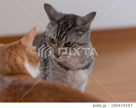 にらみ合う二匹の猫 106414597