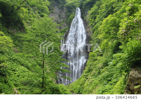 緑の草木に囲まれたくろくまの滝 106414665