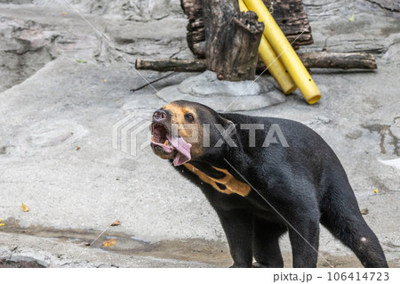 長い舌を出すマレーグマ 天王寺動物園 長い舌を出すマレーグマ 天王寺動物園 106414723