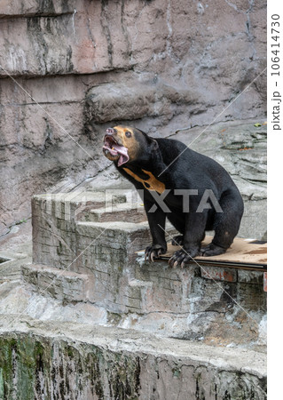 長い舌を出すマレーグマ 天王寺動物園 長い舌を出すマレーグマ 天王寺動物園 106414730