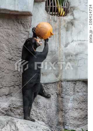 立ち上がるマレーグマ　天王寺動物園 106414734