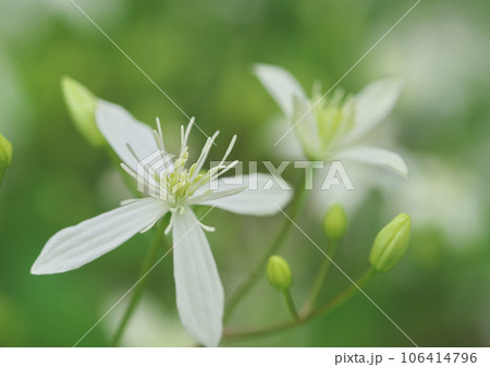 センニンソウの花 106414796