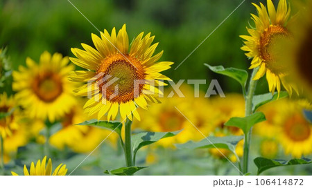 【動画あり】ヒマワリ 106414872