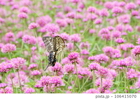 ピンクの小花　ゴンフレナとアゲハ蝶8 106415070