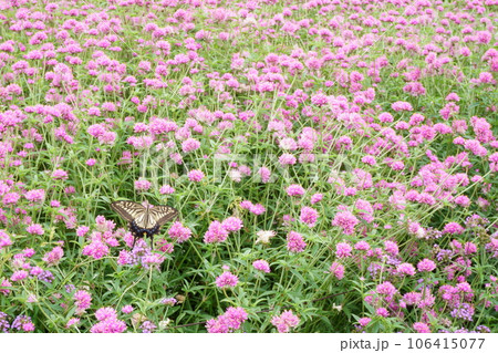ピンクの小花 ゴンフレナとアゲハ蝶5 ピンクの小花 ゴンフレナとアゲハ蝶5 106415077