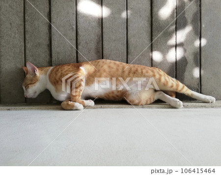 Orange tabby striped cat sleeping on terrace Orange tabby striped cat sleeping on terrace 106415464