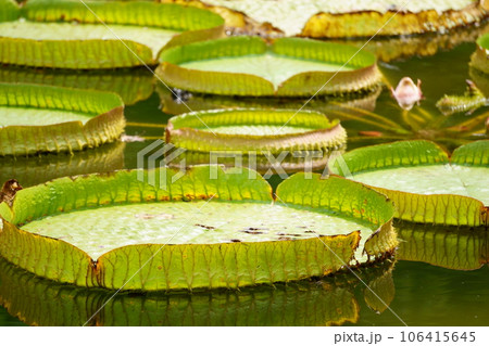 池に浮かぶパラグアイオニバス3 池に浮かぶパラグアイオニバス3 106415645