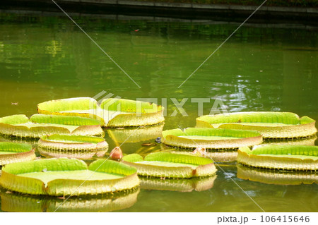 池に浮かぶパラグアイオニバス2 106415646