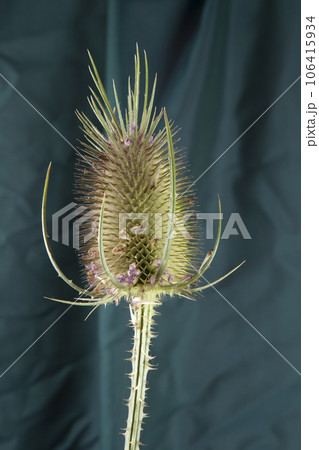 a single thistle stalk in front of a background of green curtains a single thistle stalk in front of a background of green curtains 106415934