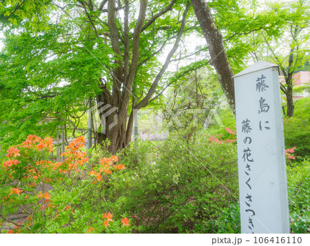 藤島のフジとサツキ 藤島のフジとサツキ 106416110