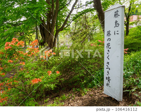 藤島のフジとサツキをコントラスト高く撮影 藤島のフジとサツキをコントラスト高く撮影 106416112