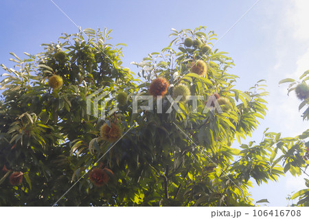 実を付けた栗の木 106416708
