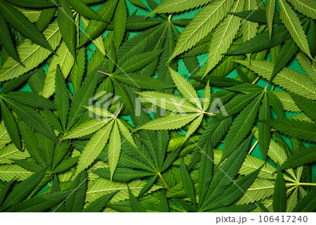 Marijuana leaves in a pile Marijuana leaves in a pile 106417240