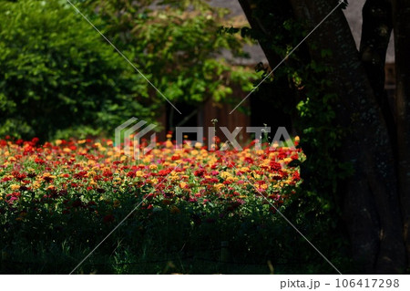 百日草 106417298