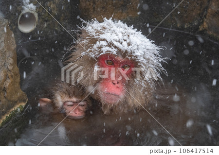 スノーモンキー（地獄谷野猿公苑） 106417514