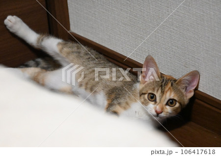 のび〜〜る三毛猫の子猫 106417618