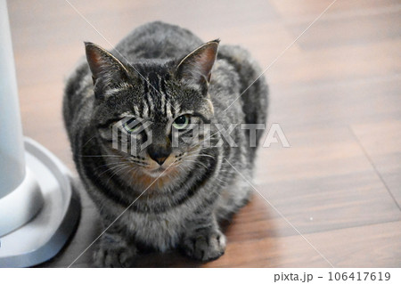 ジィーっと飼い主を見つめるキジトラ 106417619