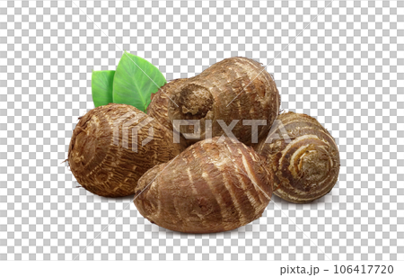 里芋 イラスト リアル 106417720