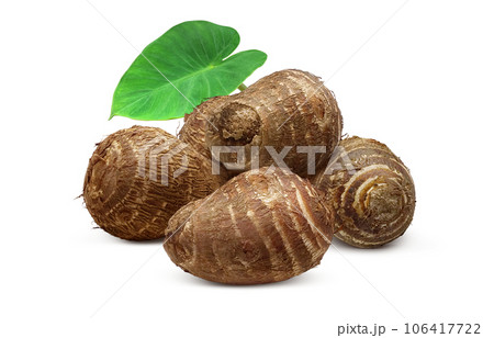 里芋 イラスト リアル 106417722