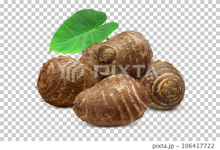 里芋 イラスト リアル 106417722