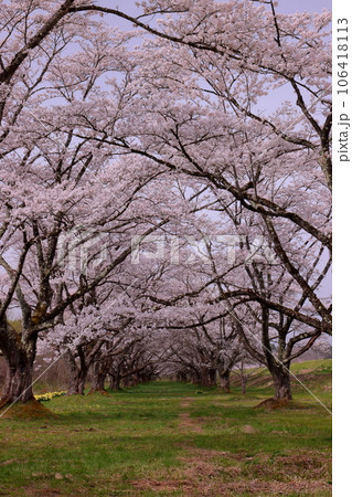 岩手県岩手郡雫石町根堀　さくらの名所雫石川園地のソメイヨシノ桜並木のトンネル 106418113