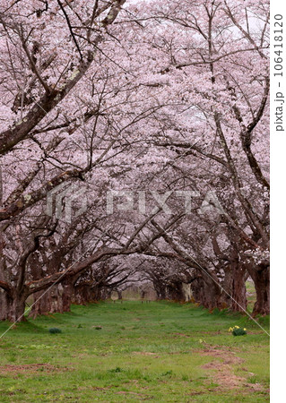 岩手県岩手郡雫石町根堀　さくらの名所雫石川園地のソメイヨシノ桜並木のトンネル 106418120