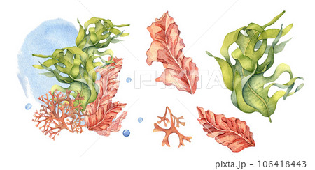 Set of green, pink sea plants watercolor illustration isolated on white. Laminaria, brown kelp, red seaweed hand drawn. Design element for package, label, advertising, wrapping, marine collection Set of green, pink sea plants watercolor illustration isolated on white. Laminaria, brown kelp, red seaweed hand drawn. Design element for package, label, advertising, wrapping, marine collection 106418443