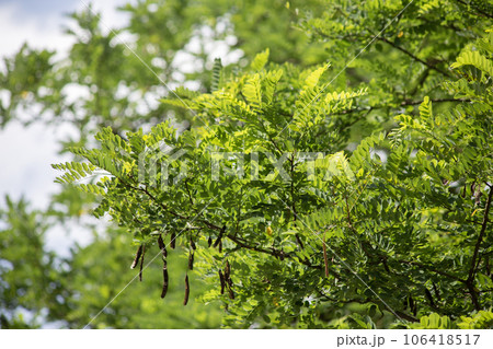 Background of Green acacia leaves and brown pods illuminated by the sun against a blue sky. High quality photo Background of Green acacia leaves and brown pods illuminated by the sun against a blue sky. High quality photo 106418517