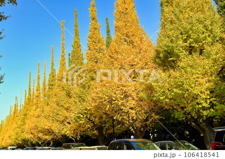 明治神宮外苑のいちょう並木の紅葉 明治神宮外苑のいちょう並木の紅葉 106418541