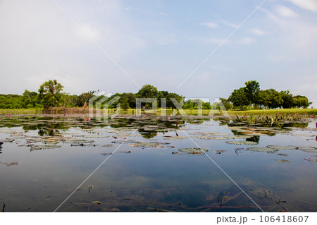 Lake pond with A Beautiful Blooming pink Lotus Water Lily Pad Flowers Lake pond with A Beautiful Blooming pink Lotus Water Lily Pad Flowers 106418607