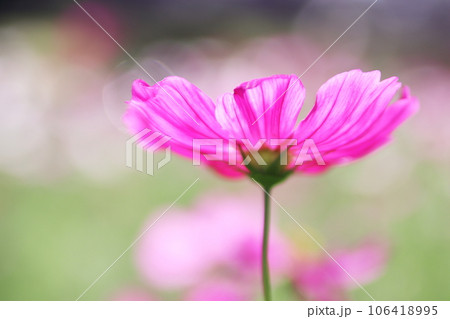 美しいピンクのコスモスの花 美しいピンクのコスモスの花 106418995
