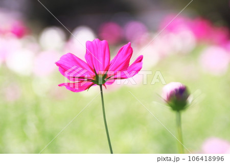 美しいピンクのコスモスの花 美しいピンクのコスモスの花 106418996